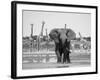 African Elephant, Warning Posture Display at Waterhole with Giraffe, Etosha National Park, Namibia-Tony Heald-Framed Photographic Print