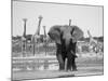 African Elephant, Warning Posture Display at Waterhole with Giraffe, Etosha National Park, Namibia-Tony Heald-Mounted Photographic Print