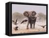 African Elephant, & Whitebacked Vultures by Waterhole, Etosha National Park, Namibia-Tony Heald-Framed Stretched Canvas