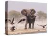 African Elephant, & Whitebacked Vultures by Waterhole, Etosha National Park, Namibia-Tony Heald-Stretched Canvas