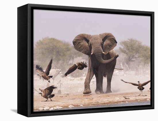 African Elephant, & Whitebacked Vultures by Waterhole, Etosha National Park, Namibia-Tony Heald-Framed Stretched Canvas