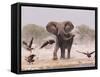 African Elephant, & Whitebacked Vultures by Waterhole, Etosha National Park, Namibia-Tony Heald-Framed Stretched Canvas