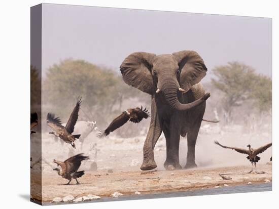 African Elephant, & Whitebacked Vultures by Waterhole, Etosha National Park, Namibia-Tony Heald-Stretched Canvas