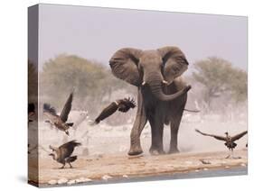 African Elephant, & Whitebacked Vultures by Waterhole, Etosha National Park, Namibia-Tony Heald-Stretched Canvas