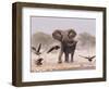 African Elephant, & Whitebacked Vultures by Waterhole, Etosha National Park, Namibia-Tony Heald-Framed Premium Photographic Print