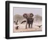 African Elephant, & Whitebacked Vultures by Waterhole, Etosha National Park, Namibia-Tony Heald-Framed Premium Photographic Print