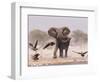 African Elephant, & Whitebacked Vultures by Waterhole, Etosha National Park, Namibia-Tony Heald-Framed Premium Photographic Print