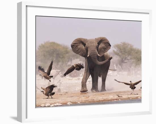 African Elephant, & Whitebacked Vultures by Waterhole, Etosha National Park, Namibia-Tony Heald-Framed Photographic Print