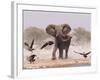 African Elephant, & Whitebacked Vultures by Waterhole, Etosha National Park, Namibia-Tony Heald-Framed Photographic Print