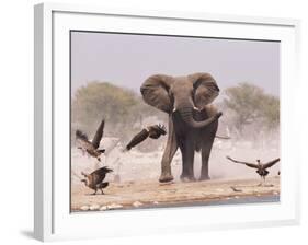 African Elephant, & Whitebacked Vultures by Waterhole, Etosha National Park, Namibia-Tony Heald-Framed Photographic Print