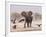 African Elephant, & Whitebacked Vultures by Waterhole, Etosha National Park, Namibia-Tony Heald-Framed Photographic Print