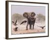 African Elephant, & Whitebacked Vultures by Waterhole, Etosha National Park, Namibia-Tony Heald-Framed Photographic Print