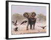 African Elephant, & Whitebacked Vultures by Waterhole, Etosha National Park, Namibia-Tony Heald-Framed Photographic Print