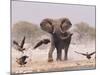 African Elephant, & Whitebacked Vultures by Waterhole, Etosha National Park, Namibia-Tony Heald-Mounted Photographic Print