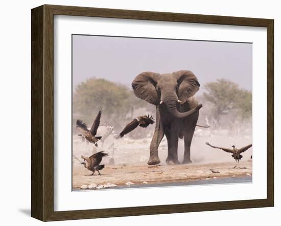 African Elephant, & Whitebacked Vultures by Waterhole, Etosha National Park, Namibia-Tony Heald-Framed Photographic Print