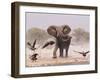 African Elephant, & Whitebacked Vultures by Waterhole, Etosha National Park, Namibia-Tony Heald-Framed Photographic Print