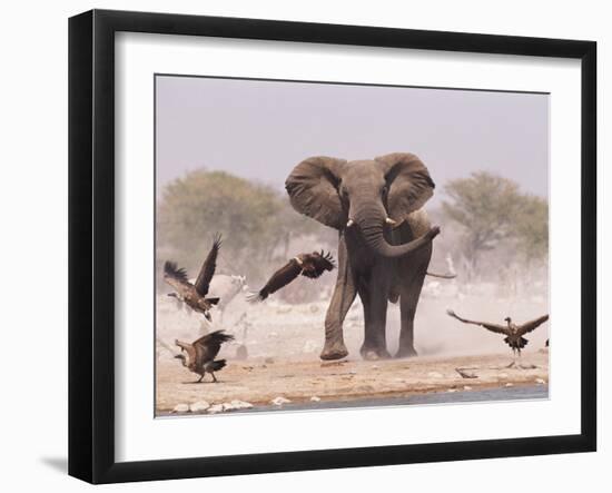 African Elephant, & Whitebacked Vultures by Waterhole, Etosha National Park, Namibia-Tony Heald-Framed Photographic Print