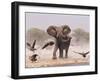 African Elephant, & Whitebacked Vultures by Waterhole, Etosha National Park, Namibia-Tony Heald-Framed Photographic Print