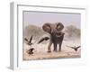 African Elephant, & Whitebacked Vultures by Waterhole, Etosha National Park, Namibia-Tony Heald-Framed Photographic Print