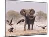 African Elephant, & Whitebacked Vultures by Waterhole, Etosha National Park, Namibia-Tony Heald-Mounted Photographic Print