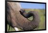 African Elephant with Curled Trunk-DLILLC-Framed Photographic Print