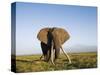 African Elephant with Large Tusks-Martin Harvey-Stretched Canvas