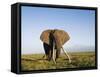 African Elephant with Large Tusks-Martin Harvey-Framed Stretched Canvas