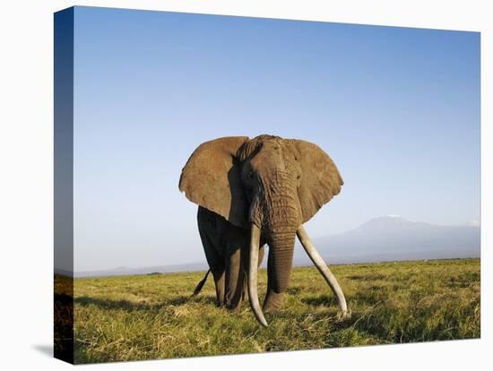 African Elephant with Large Tusks-Martin Harvey-Stretched Canvas