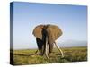 African Elephant with Large Tusks-Martin Harvey-Stretched Canvas