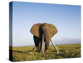 African Elephant with Large Tusks-Martin Harvey-Stretched Canvas