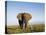 African Elephant with Large Tusks-Martin Harvey-Stretched Canvas