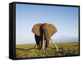 African Elephant with Large Tusks-Martin Harvey-Framed Stretched Canvas