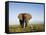 African Elephant with Large Tusks-Martin Harvey-Framed Stretched Canvas