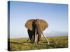 African Elephant with Large Tusks-Martin Harvey-Stretched Canvas