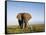 African Elephant with Large Tusks-Martin Harvey-Framed Stretched Canvas