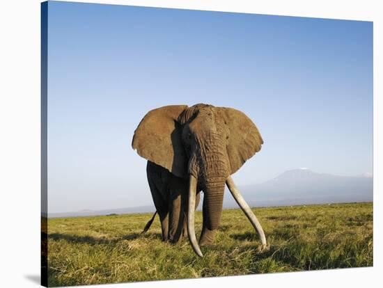 African Elephant with Large Tusks-Martin Harvey-Stretched Canvas