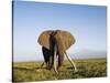 African Elephant with Large Tusks-Martin Harvey-Stretched Canvas