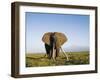 African Elephant with Large Tusks-Martin Harvey-Framed Premium Photographic Print