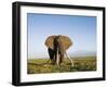 African Elephant with Large Tusks-Martin Harvey-Framed Premium Photographic Print