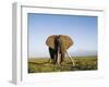 African Elephant with Large Tusks-Martin Harvey-Framed Premium Photographic Print