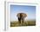 African Elephant with Large Tusks-Martin Harvey-Framed Premium Photographic Print