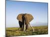 African Elephant with Large Tusks-Martin Harvey-Mounted Premium Photographic Print