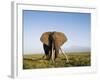 African Elephant with Large Tusks-Martin Harvey-Framed Photographic Print