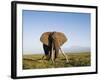 African Elephant with Large Tusks-Martin Harvey-Framed Photographic Print