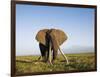 African Elephant with Large Tusks-Martin Harvey-Framed Photographic Print