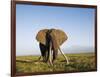 African Elephant with Large Tusks-Martin Harvey-Framed Photographic Print