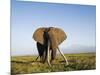 African Elephant with Large Tusks-Martin Harvey-Mounted Photographic Print