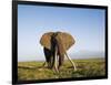 African Elephant with Large Tusks-Martin Harvey-Framed Photographic Print
