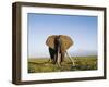 African Elephant with Large Tusks-Martin Harvey-Framed Photographic Print