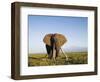 African Elephant with Large Tusks-Martin Harvey-Framed Photographic Print